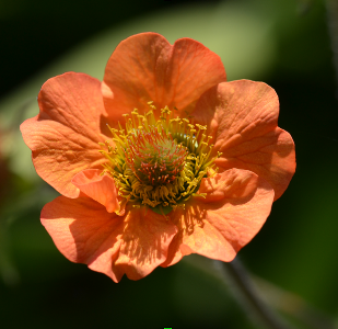 Geum 'Totally Tangerine'