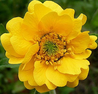 Geum chiloense 'Lady Stratheden'