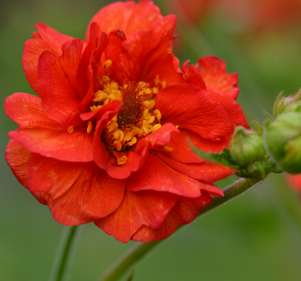 Geum chiloense 'Mrs Bradshaw'