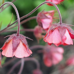 Geum rivale