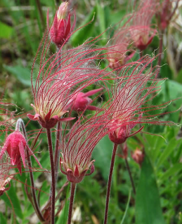 Geum triflorum