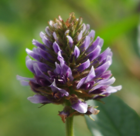 Glycyrrhiza yunanensis