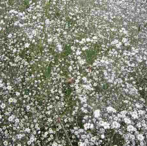 Gypsophila paniculata