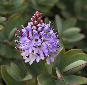 Hebe albicans 'Red Edge'
