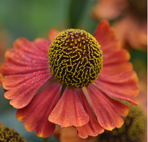 Helenium 'Moerheim Beauty'