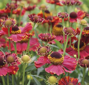 Helenium autumnal 'Helena Red Shades'