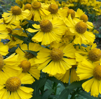 Helenium autumnalis 'Helena Gold'