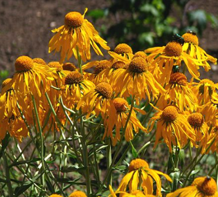 Helenium hoopesii