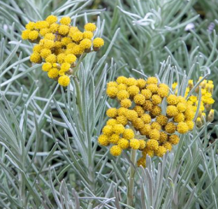 Helichrysum angustifolium 'Tall curry'