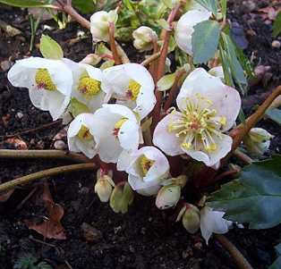 Helleborus niger 'Praecox'