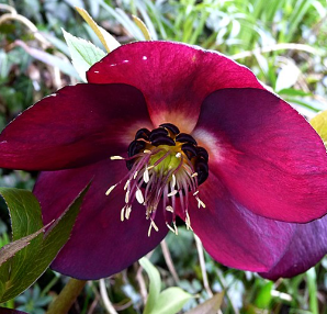 Helleborus x hybridus 'Red Hybrids'