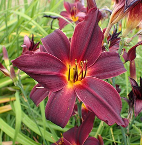 Hemerocallis 'Amercian Revolution'