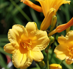 Hemerocallis 'Stella de Oro'