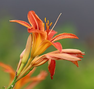 Hemerocallis fulva