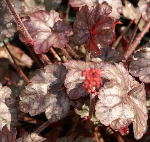 Heuchera 'Hollywood'