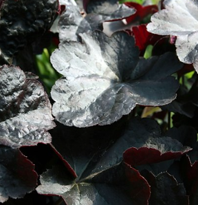 Heuchera 'Obsidian'