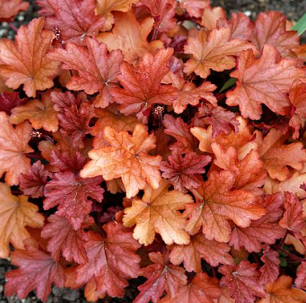 Heuchera 'Peach Crisp'