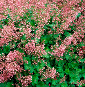Heuchera 'Strawberry Swirl'