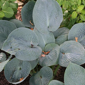 Hosta 'Big Daddy'