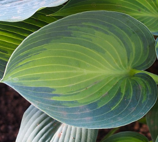 Hosta 'June'