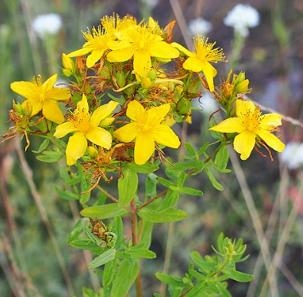 Hypericum perforatum