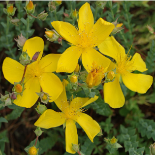 Hypericum polyphyllum 'Grandiflorum'