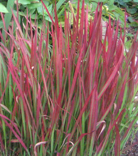 Imperata cylindrica 'Red Baron'