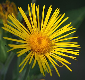 Inula helenium