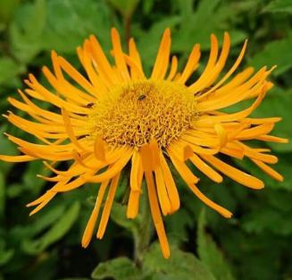 Inula orientalis 'Grandiflora'