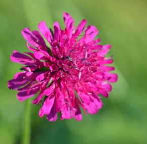 Knautia macedonica