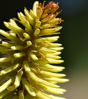 Kniphofia 'Green Jade'