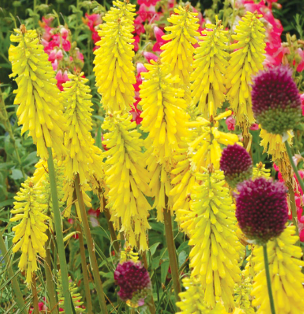 Kniphofia 'Lemon Popsicle'