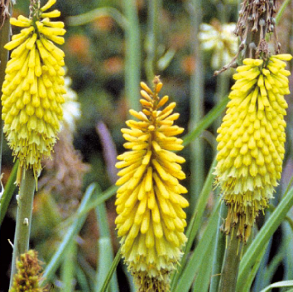 Kniphofia citrina