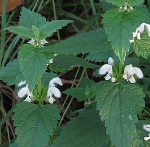 Lamium album