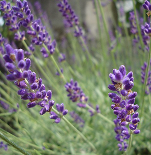 Lavandula angustifolia 'Hidcote Blue'