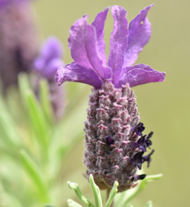 Lavandula stoechas