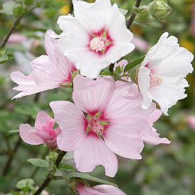 Lavatera 'Barnsley'