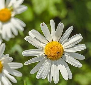 Leucanthemum vulgare