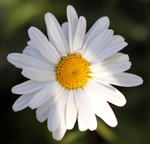 Leucanthemum x superbum 'Brightside'