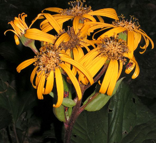 Ligularia dentata 'Midnight Lady'