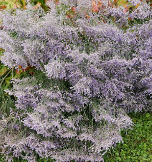 Limonium latifolium