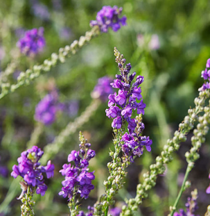 Linaria purpurea