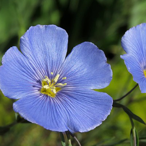 Linum perenne