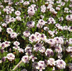 Lippia nodiflora