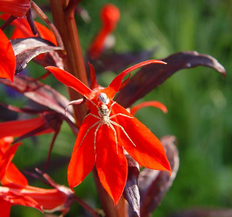 Lobelia cardinalis 'Queen Victoria'