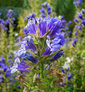 Lobelia siphilitica