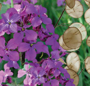 Lunaria annua