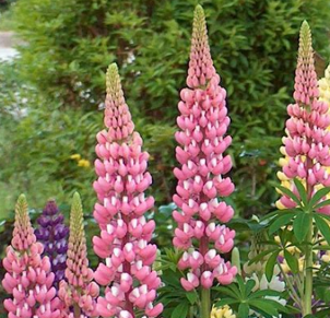 Lupinus 'La Châtelaine'