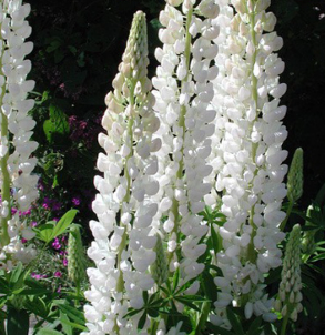 Lupinus 'La Demoiselle'