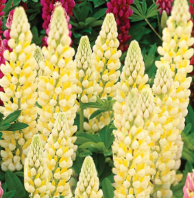 Lupinus 'Le Chandelier'